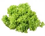 Salat lollo grønn stk