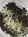 MicroZ mizuna sennep 140g pk.