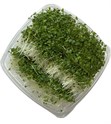MicroZ pak choi 140g pk
