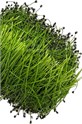 MicroZ purre 70g pk